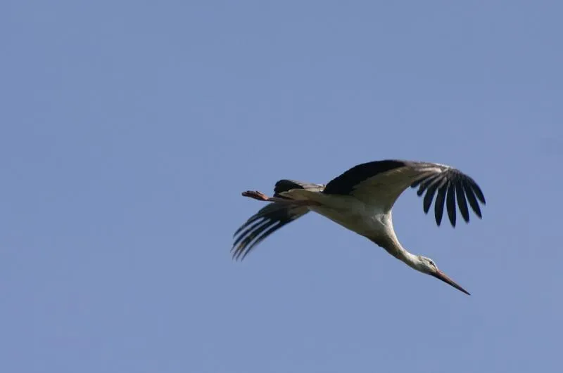 Camping les Cigognes