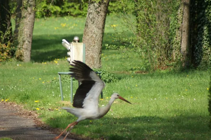 Camping les Cigognes