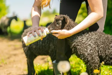 Lægårdens Camping - image n°3 - Camping Direct