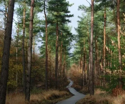 Camping Les Pins Le Congo