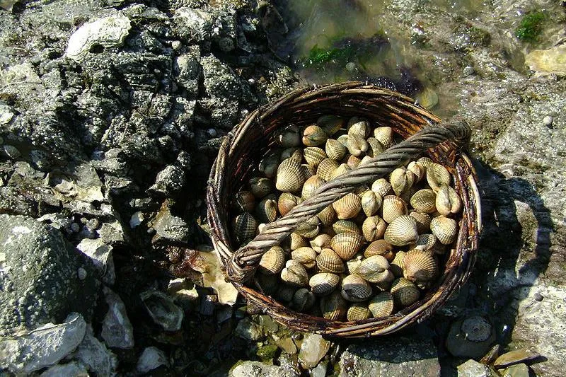 Flower Camping Le Pré des Sables