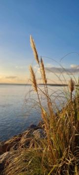 Foto #36 van Flower Camping Le Pré des Sables