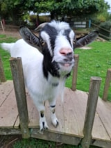 Foto #59 van Camping L’Ambois