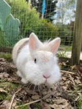 Foto #5 van Camping L’Ambois