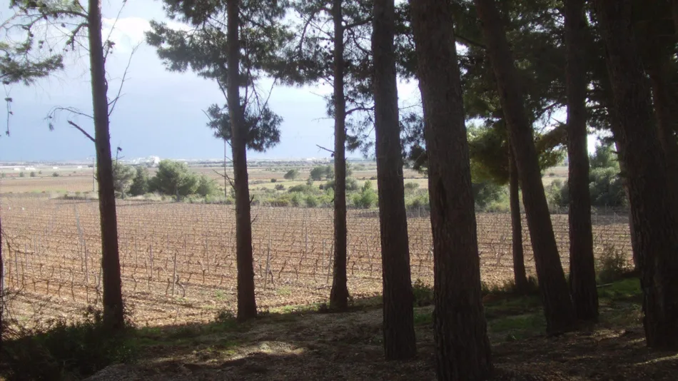 Camping Le Bois de Pins