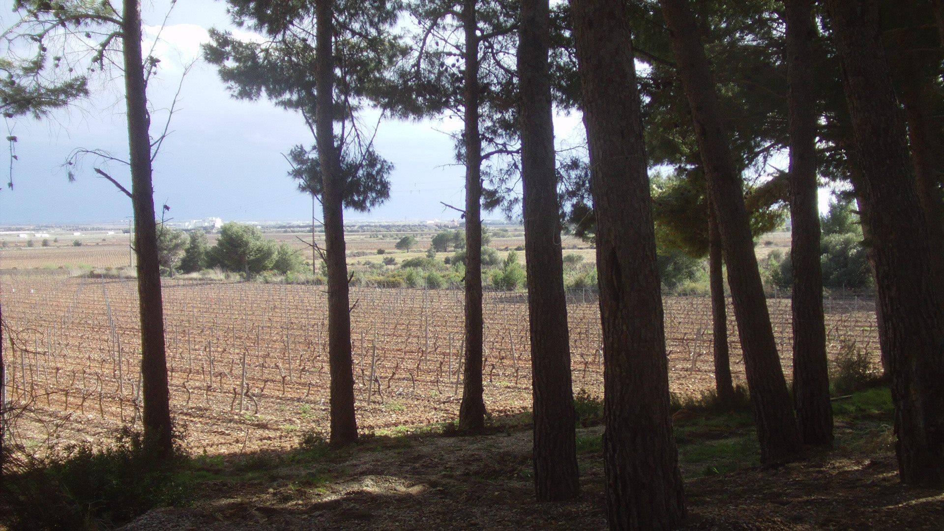 Camping Le Bois de Pins — Foto 8