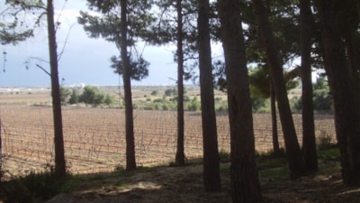Camping Le Bois de Pins
