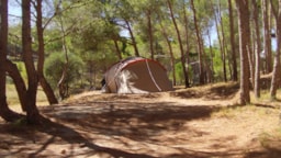Kampeerplaats(en) - Pakket (1 Tent / 1 Auto) - Camping Le Bois de Pins