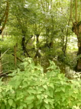 Foto #22 van Camping Le Martin Pêcheur