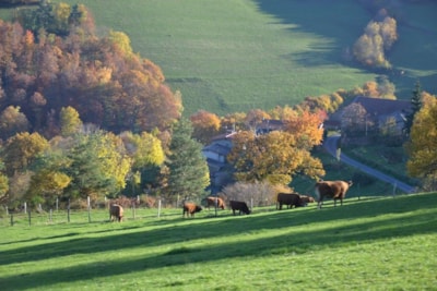 Aire naturelle de Camping La Ferme aux Cerisiers