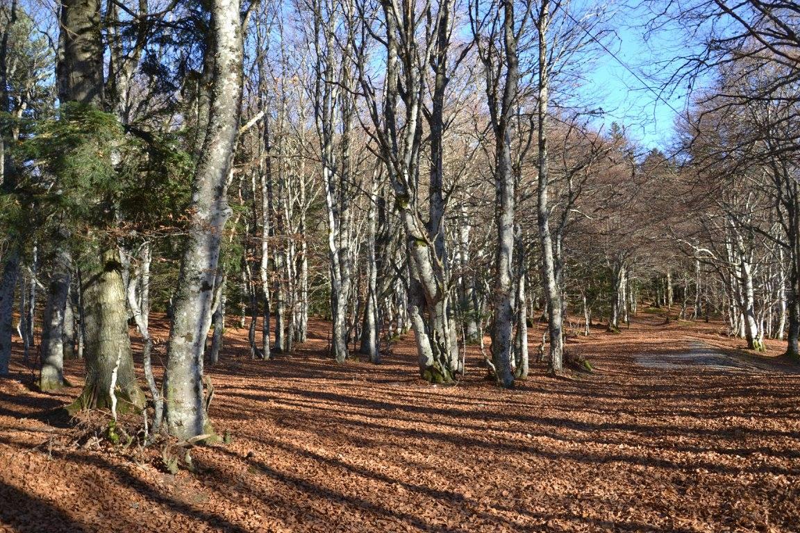Regio Aire Naturelle De Camping La Ferme Aux Cerisiers - Maclas