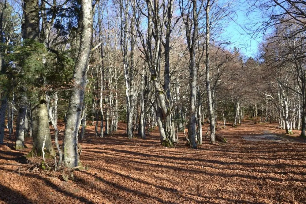 Aire naturelle de Camping La Ferme aux Cerisiers - image n°29 - RhoneAlpes