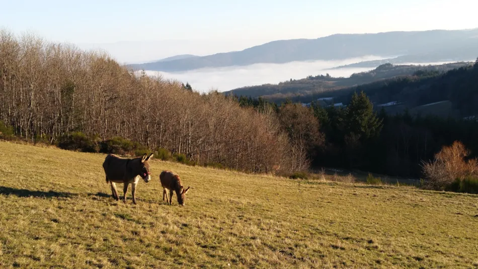 Aire naturelle de Camping La Ferme aux Cerisiers