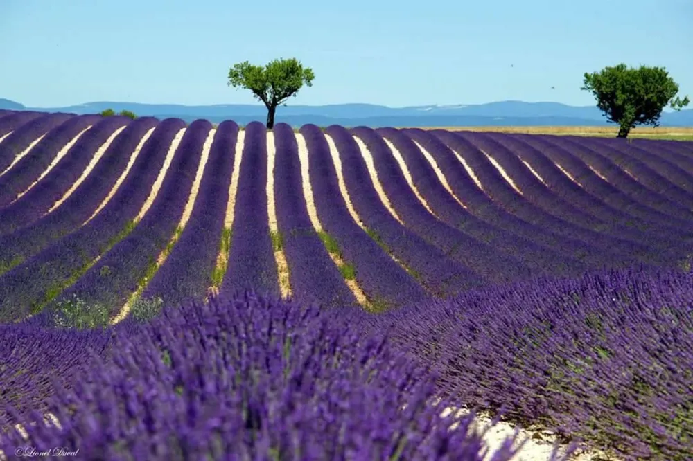 Aire naturelle de Camping La Ferme aux Cerisiers - image n°27 - RhoneAlpes