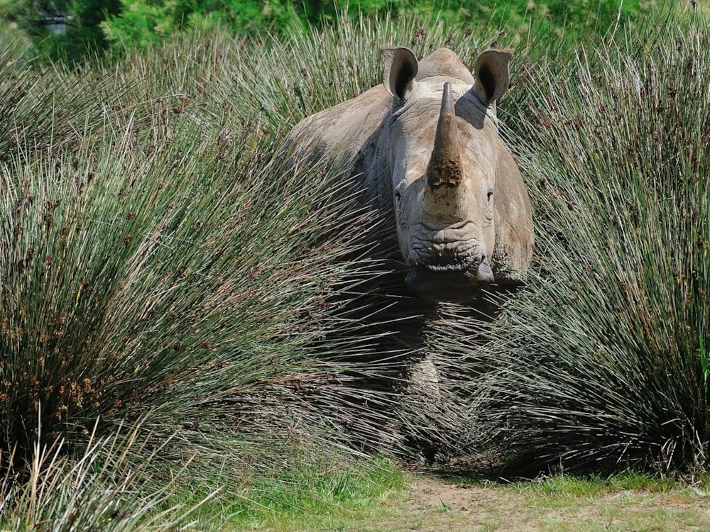 Camping Les Flamants Roses - image n°63 - UniversalBooking