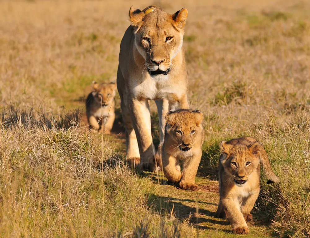 Camping Les Flamants Roses - image n°64 - UniversalBooking