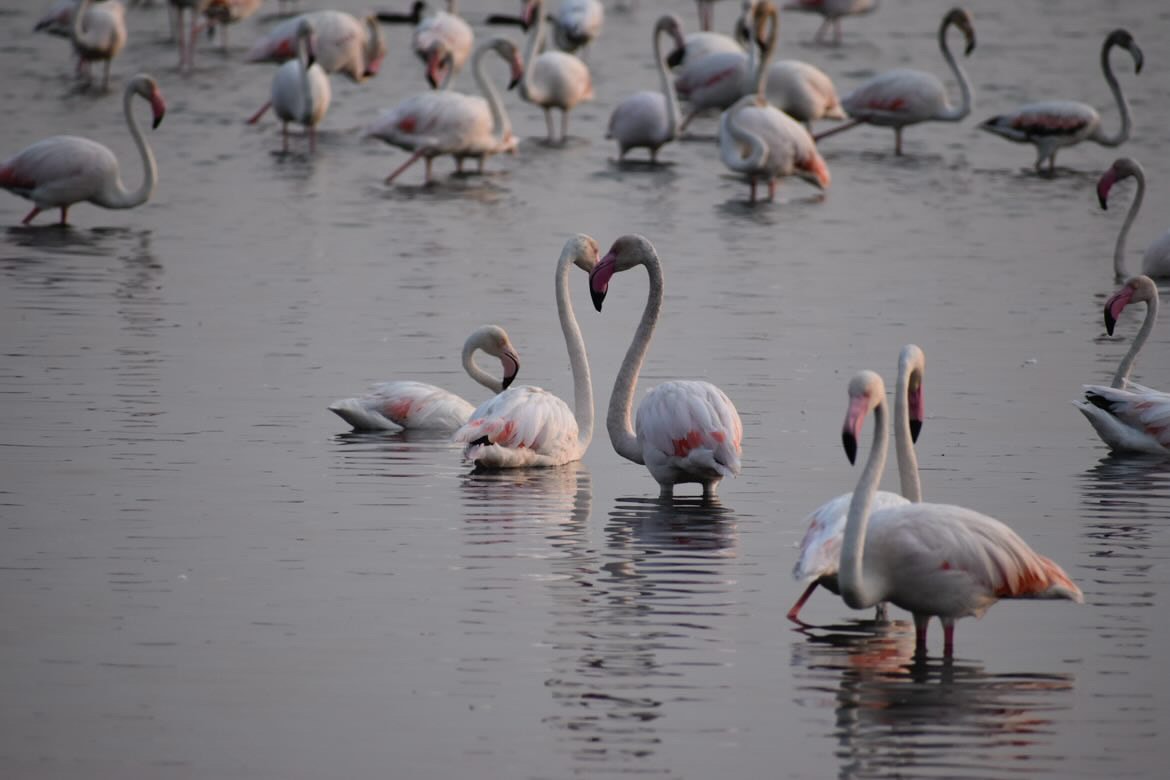 Camping Les Flamants Roses — Photo 10