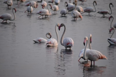 Camping Les Flamants Roses