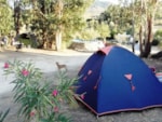 Camping Beirã-Marvão Alentejo Camping Beirã-Marvão Alentejo