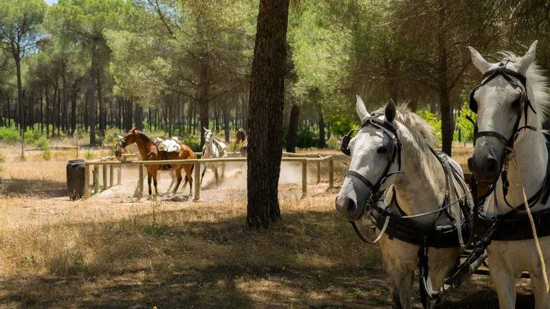 Huttopia Parque de Doñana
