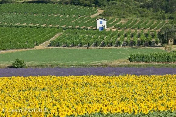 Les Chamberts camping et lodges - image n°43 - Drome