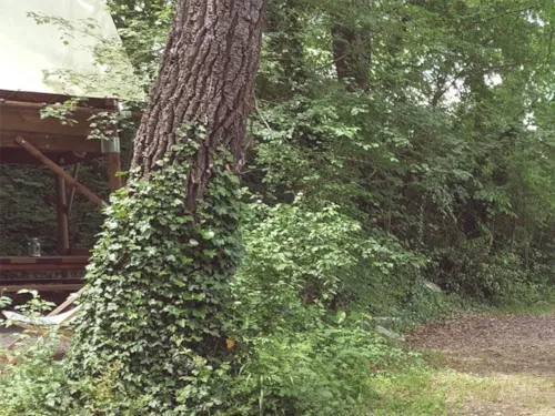 Huuraccommodatie(s) - Bivakhut Op Palen Onder De Bomen - image n°7 - Les Chamberts camping et lodges