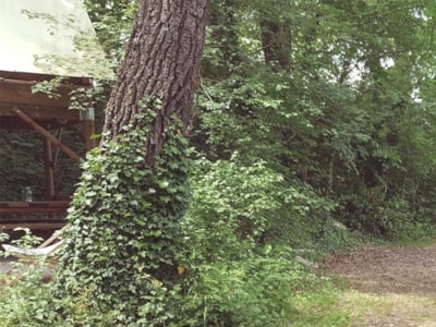 Bivouac hut on stilts under the trees