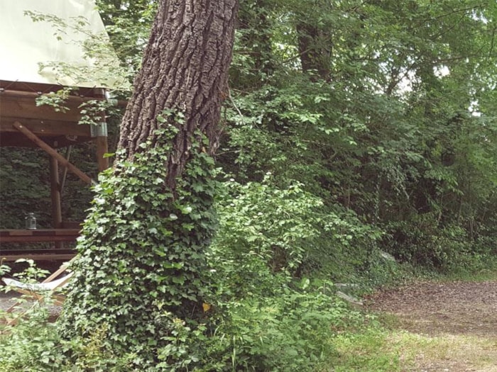 Cabane Bivouac Sur Pilotis Sous Les Arbres