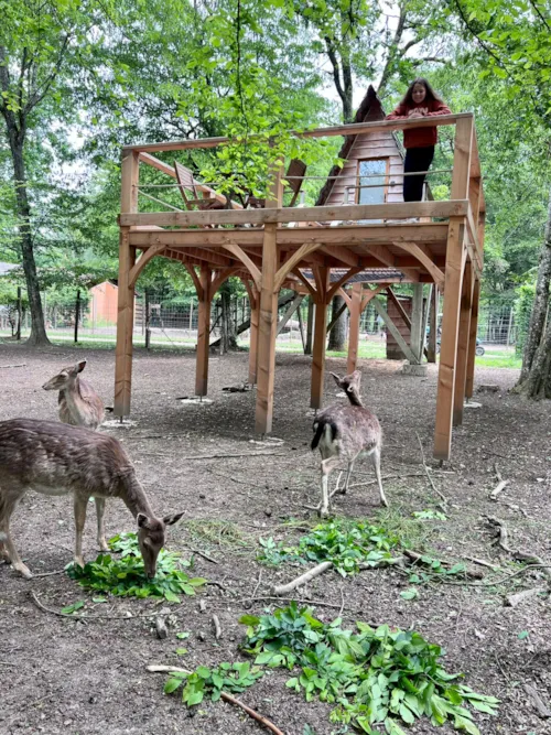 Location - Cerf - image n°3 - Camping Domaine de la Dombes