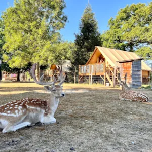  - Caba'tente - Camping Domaine de la Dombes