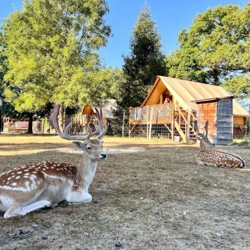 Location - Caba'tente - image n°1 - Camping Domaine de la Dombes