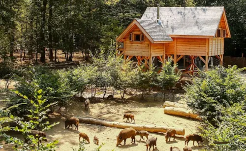 Accommodation - Wild Boar - image n°4 - Camping Domaine de la Dombes