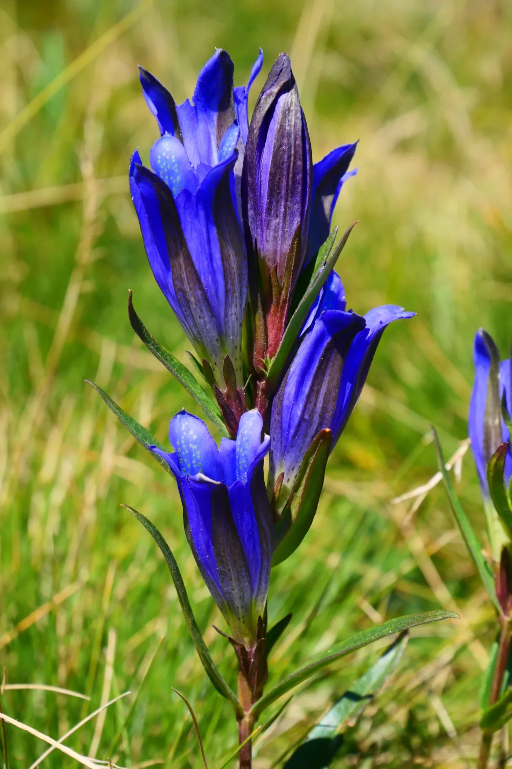 Le Moulin de Charrier - image n°18 - Ardeche