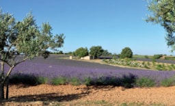 Flower Camping Provence Vallée - image n°31 - Roulottes