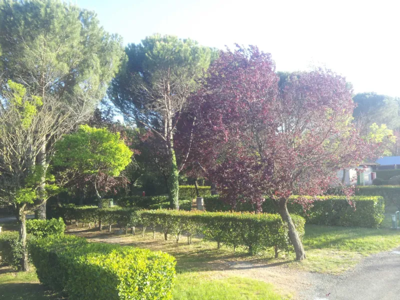 Forfait Confort (Avec Électricité)