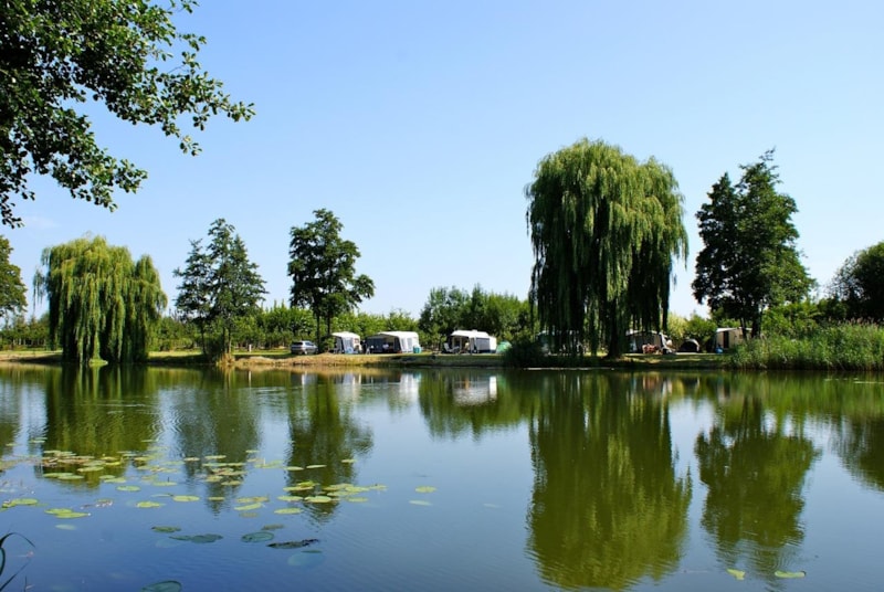 Kampeerveld Libellehof