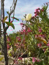 Camping les Amandiers