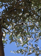 Camping les Amandiers