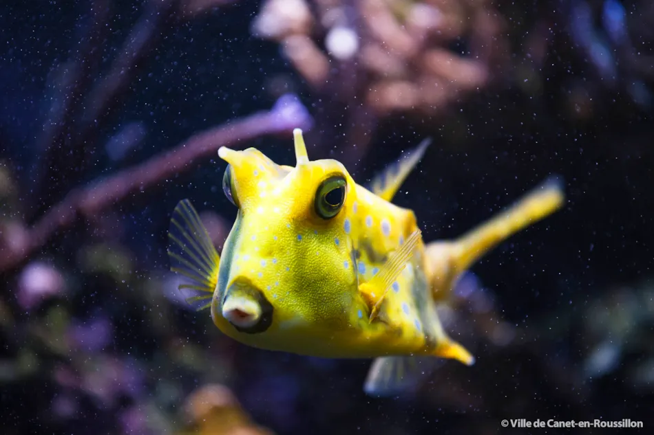 Camping Sunêlia Ma Prairie