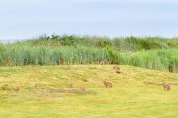 Stellplatz - Ostern - Insel-Camp Fehmarn