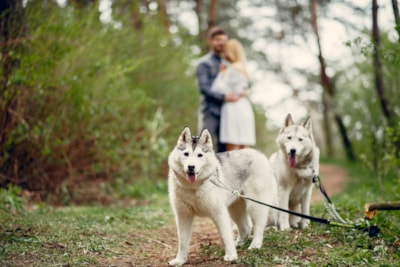 Nordic Adventure Weekend - 2 Nights Half Board — 1