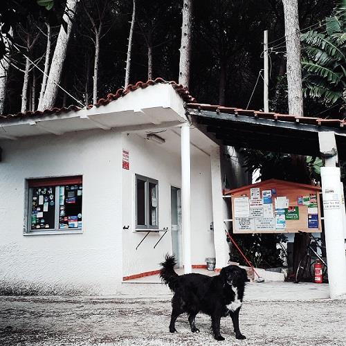 Camping Villaggio dei Pini - Campania - Image n°9 Camping Villaggio dei Pini - Campania - Image n°9