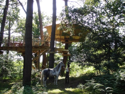Tree house Baman