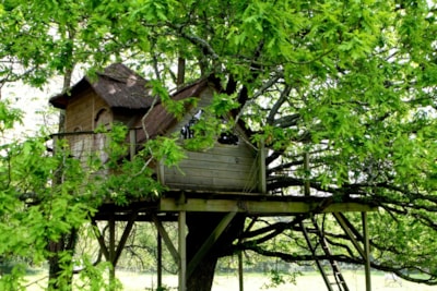 Tree house Heol