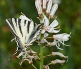 Foto #30 van Aux Lodges du Mas de Nadal