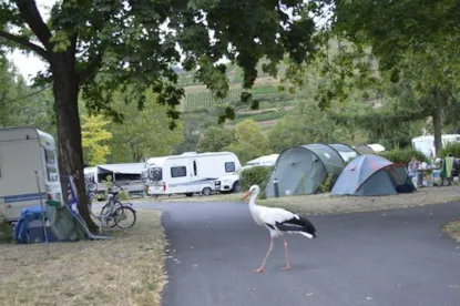 Piazzola : Auto + Tenda/Roulotte O Camper