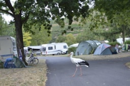 Kampeerplaats(en) - Standplaats : Auto + Tent / Caravan Of Kampeerauto - Camping Le Médiéval