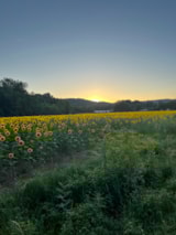 Foto #23 van Camping de Montolieu