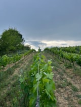 Foto #25 van Camping de Montolieu