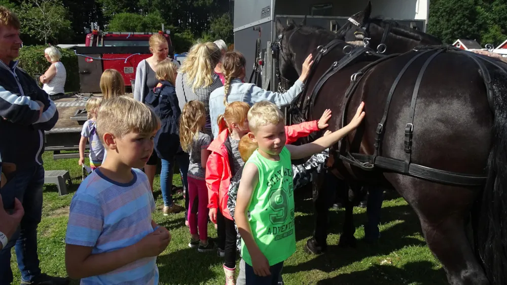 Horsens City camping ApS